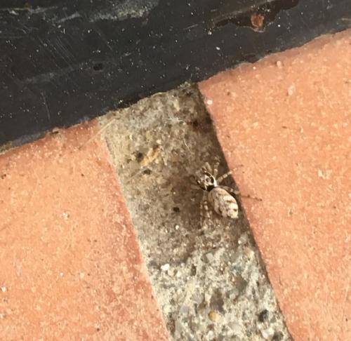 Salticus sp.